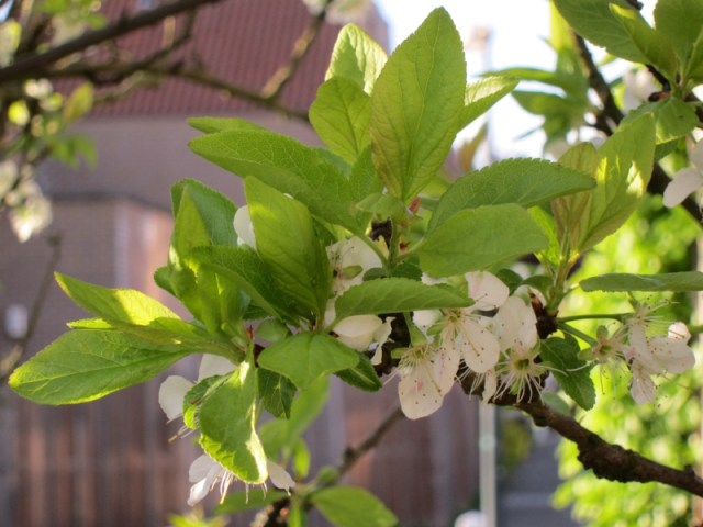 pruim1 12 april 2011