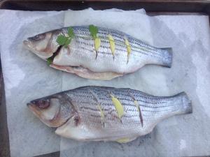 10410670_10152520605124264_4105725979390731467_n